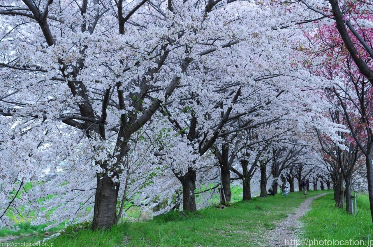 桜並木と菜の花が美しい 桂川沿いの桜並木 フォトロケ