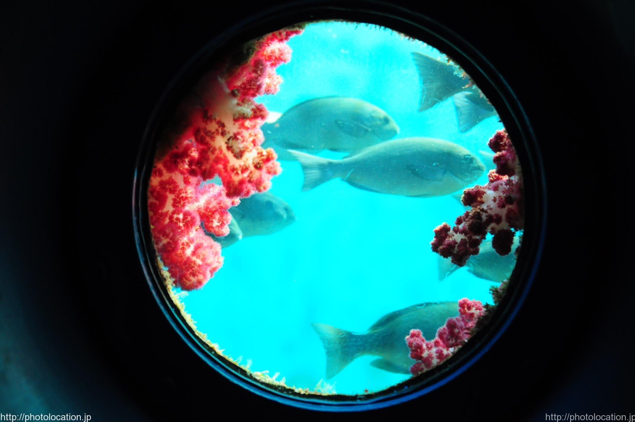 魚を間近に見られる！串本海中公園、海中展望塔 | フォトロケ