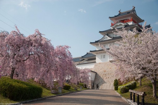 大阪青山歴史文学博物館の桜