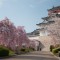 大阪青山歴史文学博物館の桜