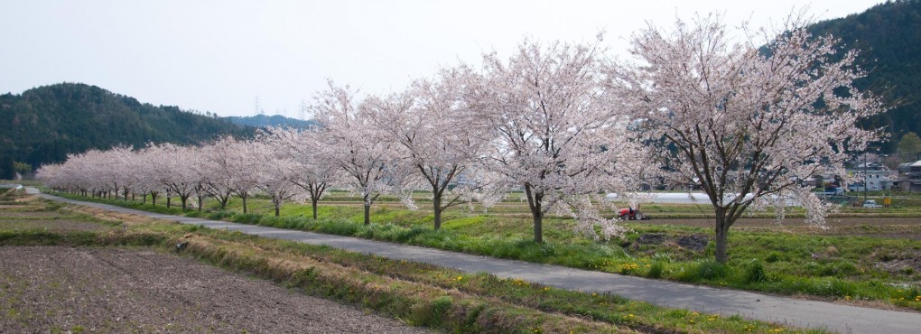 本梅の桜並木