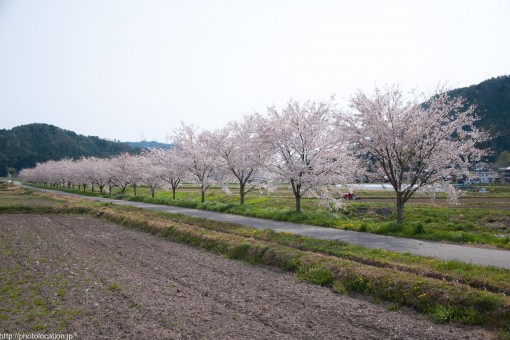 本梅の桜並木