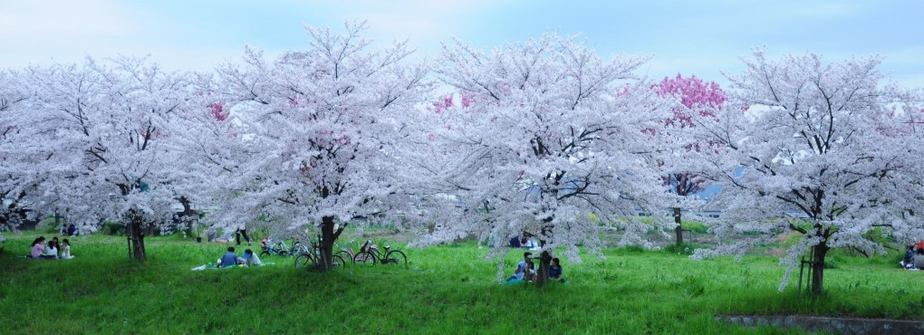 桂川桜並木