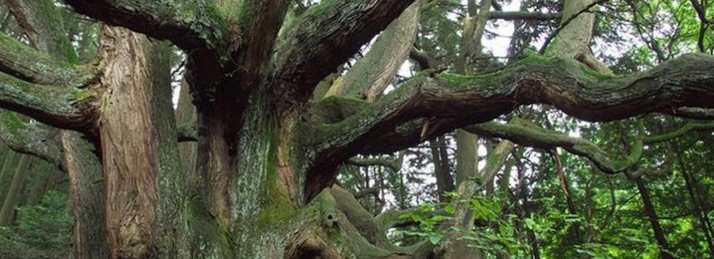 高森殿の杉