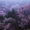 霧の能勢の桜